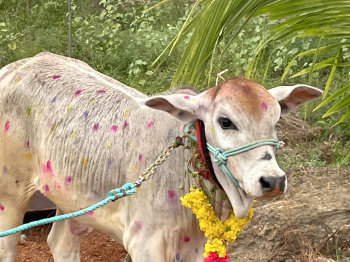 1 Acre Agricultural/Farm Land for Sale in Kariapatti, Virudhunagar