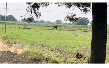 Property for sale in Perali Road, Virudhunagar