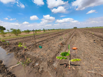 Agricultural/Farm Land for Sale in Kariapatti, Virudhunagar (4 Acre)