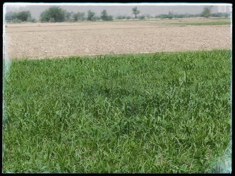 2 Acre Agricultural/Farm Land For Sale In Ferozepur Jhirka, Nuh