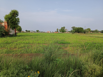 Now buy farm in Nuh for only Rs 99 lakh