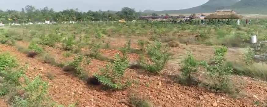 11 Cent Agricultural/Farm Land for Sale in Vinukonda, Guntur