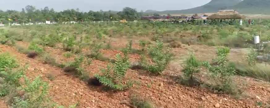 11 Cent Agricultural/Farm Land for Sale in Vinukonda, Guntur
