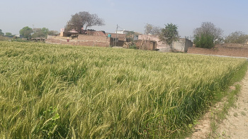 6 Bigha Agricultural/Farm Land for Sale in Jahangirpur, Gautam Buddha Nagar