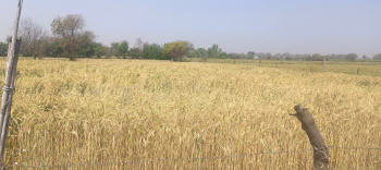 10 Bigha Agricultural/Farm Land for Sale in Jattari, Aligarh