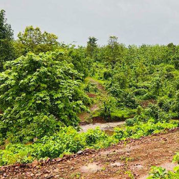 4 Acre Agriculture Land For sale Near Kashele, Karjat.