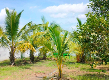 10000 Sq.ft. Agricultural/Farm Land for Sale in Chengalpet, Chennai