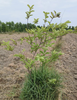 Property for sale in Uthiramerur, Kanchipuram