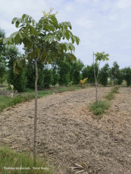 Property for sale in Madurantakam, Chennai