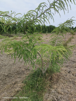 Property for sale in Madurantakam, Chennai