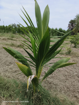 Property for sale in Uthiramerur, Kanchipuram