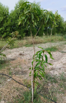 Property for sale in Pulipakkam, Chengalpattu