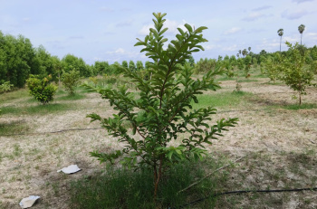 Property for sale in Alapakkam, Chengalpattu