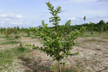 Property for sale in Alapakkam, Chengalpattu