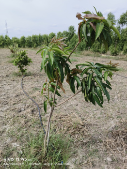 Property for sale in Uthiramerur, Kanchipuram