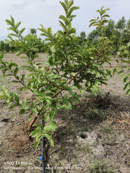 Property for sale in Uthiramerur, Kanchipuram