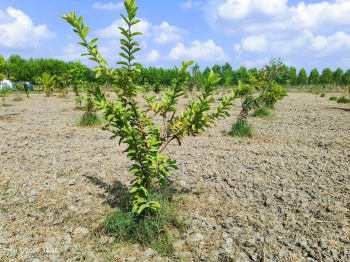 Property for sale in Uthiramerur, Kanchipuram