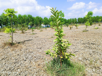 Property for sale in Uthiramerur, Kanchipuram