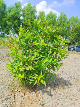 Agricultural/Farm Land for Sale in Chengalpet, Chennai (9600 Sq.ft.)