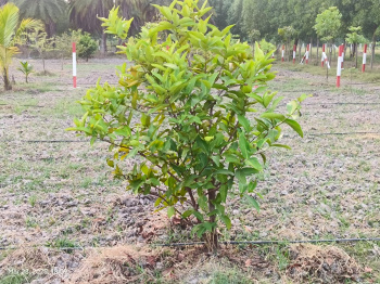 Property for sale in Uthandi, Chennai