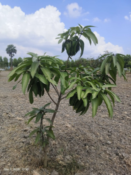 Agricultural/Farm Land for Sale in Madhurandagam, Chennai (9675 Sq.ft.)