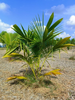 saravan farms tashvin property