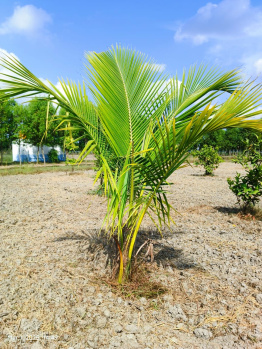 Agricultural/Farm Land for Sale in Madhurandagam, Chennai (9875 Sq.ft.)