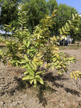 saravana farms tashvin property