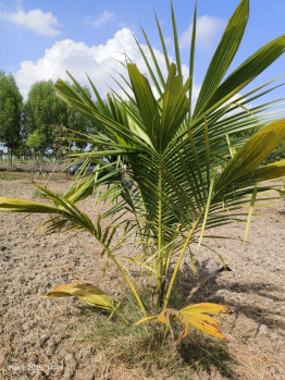 saravana farms tashwin property