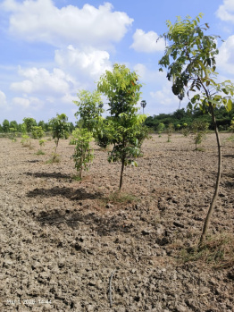 Agricultural/Farm Land for Sale in Melmaruvathur, Chennai (9605 Sq.ft.)