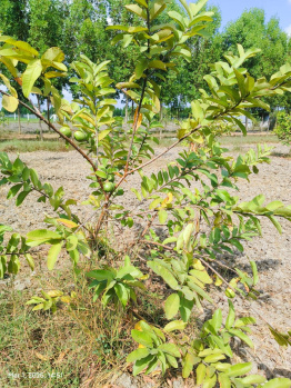 Property for sale in Uthandi, Chennai