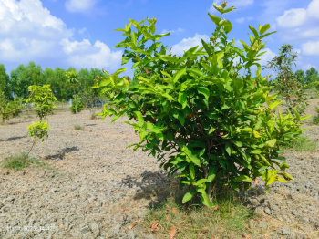 Agricultural/Farm Land for Sale in Chengalpet, Chennai (9608 Sq.ft.)