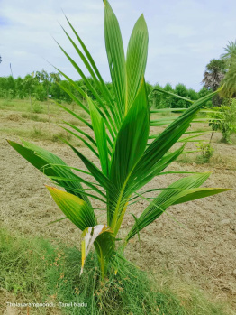 Agricultural/Farm Land for Sale in Melmaruvathur, Chennai (9610 Sq.ft.)