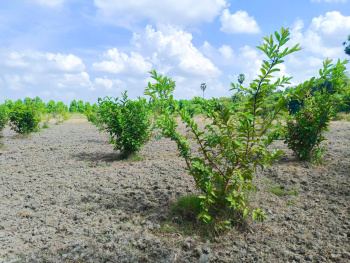 Property for sale in Melmaruvathur, Chennai