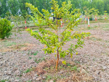 Property for sale in Kanchipuram, Chennai, 