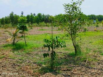 Property for sale in Kanchipuram, Chennai, 