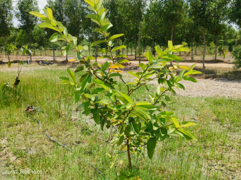 Property for sale in Madhurandagam, Chennai