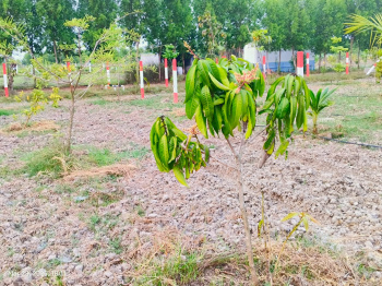 Agricultural/Farm Land for Sale in Chengalpet, Chennai (9620 Sq.ft.)