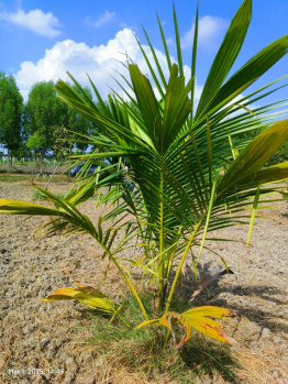 Agricultural/Farm Land for Sale in Chennai (9624 Sq.ft.)