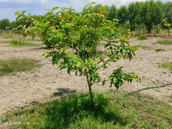 Property for sale in Madhurandagam, Chennai