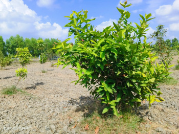 farm land for sale best investment