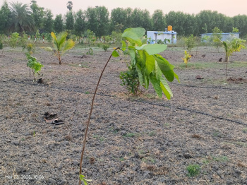 Residential Plot for Sale in Chengalpet, Chennai (9637 Sq.ft.)