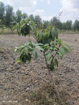 Residential Plot for Sale in Madhurandagam, Chennai (9638 Sq.ft.)