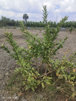 Agricultural/Farm Land for Sale in Melmaruvathur, Chennai (9647 Sq.ft.)