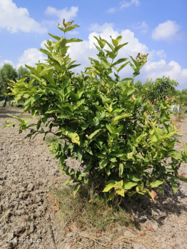 Property for sale in Madurantakam, Chennai