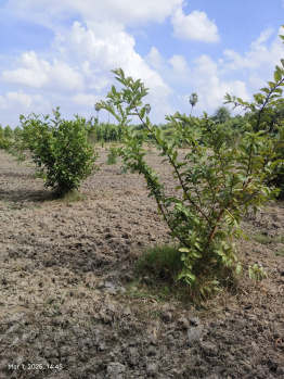 Agricultural/Farm Land for Sale in Chengalpet, Chennai (9654 Sq.ft.)