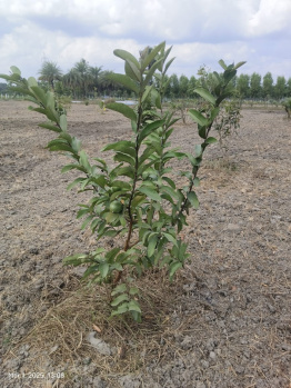 Agricultural/Farm Land for Sale in Madhurandagam, Chennai (9657 Sq.ft.)