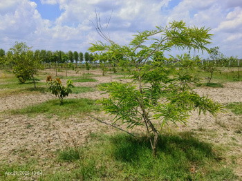 Agricultural/Farm Land for Sale in Melmaruvathur, Chennai (9672 Sq.ft.)