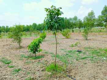 Agricultural/Farm Land for Sale in Madurantakam, Chennai (9676 Sq.ft.)
