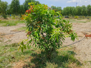 Property for sale in Uthramerur, Chennai